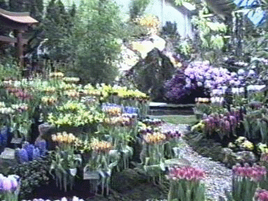 1987 Bovenkarspel: Westfriese Flora - Florajournaal.