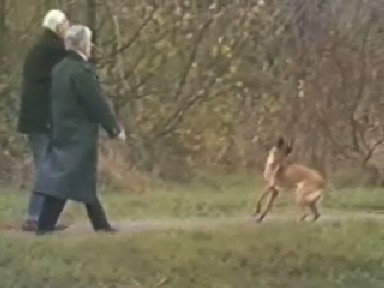 1987 Hoorn: Going to the Dogs - Hoe het verder ging met een 'toneelhond'.