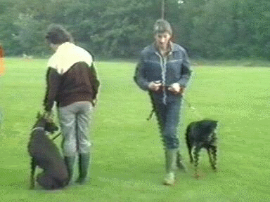 1986 Opmeer: Gebruikshonden