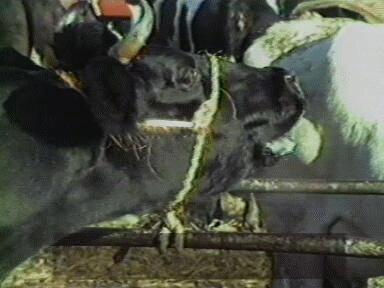 1986 Hoorn: koemarkt 